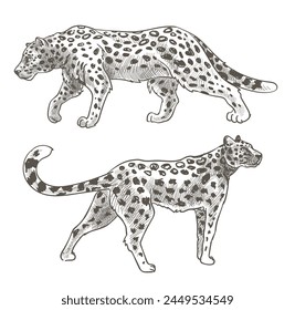 Detailed vintage-style hand-drawn leopards, vector illustration, isolated on white.