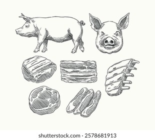 Detailed vintage-style illustration of a pork butcher chart, featuring various cuts from a pig. Suitable for butcher shops, BBQ branding, menus, and culinary infographics.