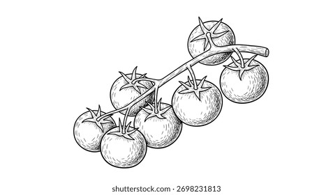 A detailed, vintage-style sketch illustrates a cluster of ripe cherry tomatoes on their vine, showcasing their natural arrangement and texture.