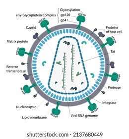 Detailed Virus Structure. Biological Structure Of Typical Virus, DNA And RNA Viruses, Protein Envelope, Capsid, Gp120, Gp41, Tat, Nucleocapsid, Integrase, Protease, Lipid Membrane