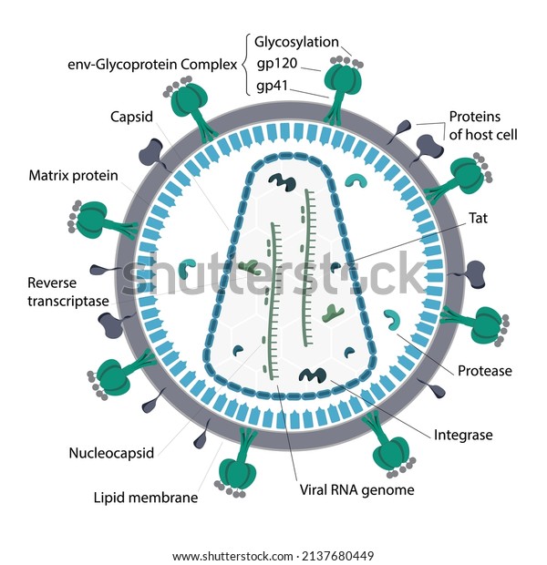 Detailed virus\
structure. Biological structure of typical virus, DNA and RNA\
viruses, protein envelope, capsid, gp120, gp41, tat, nucleocapsid,\
integrase, protease, lipid\
membrane