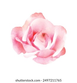 Detailed watercolor flower illustration, Elegant watercolor spring flower.