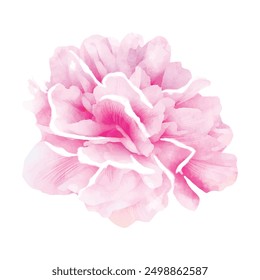 Detailed watercolor flower illustration, Elegant watercolor spring flower.