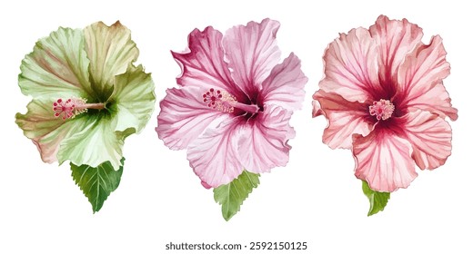 A detailed watercolor illustration featuring three hibiscus flowers in soft green and pink shades with intricate petals and leaves. Perfect for prints, invitations, and tropical-themed designs