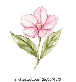 A detailed watercolor painting of a pink magnolia flower with green leaves and a stem, showcasing soft shading.