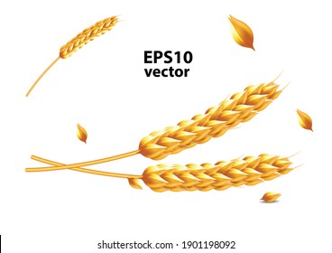 Detailed wheat grains, barley or oats isolated on white background vector, natural ingredient, healthy food, crop,  3d illustration 