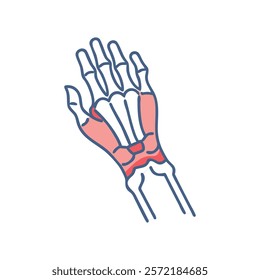 Detailed Wrist Joint Anatomy Vector Icon