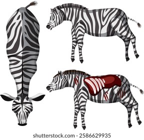 Detailed zebra anatomy with unique stripe patterns