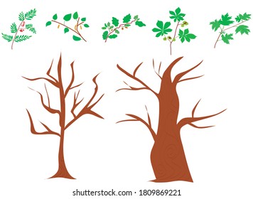 Detalles de los árboles: tronco y corona. Elementos de los árboles forestales de abedul, roble, rowan, castaño, ramas de arce. follaje primavera y verano. impresión botánica vectorial 
