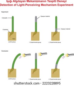 Detection of Light-Perceiving Mechanism Experiment