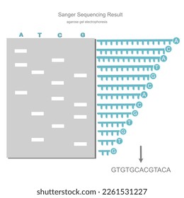 Se analizó el resultado de detección de la secuencia de ADN con la técnica de secuenciación de Sanger que separaba el fragmento de ADN con la electroforesis de gel de agarosa y la interpretación de secuencias de ADN.