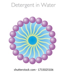 Detergent in Water - The Structure of Biological Membranes Vector Illustration