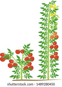 Determinate and indeterminate tomato plants with green leaf and red tomatoes isolated on white background