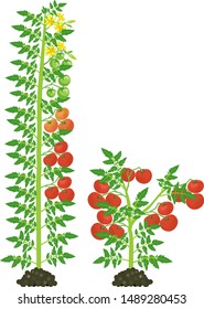 Determinate and indeterminate tomato plants with green leaf and red tomatoes isolated on white background