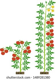 Determinate and indeterminate tomato plants with green leaf and red tomatoes isolated on white background