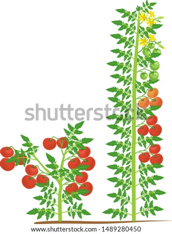 Determinate and indeterminate tomato plants with green leaf and red tomatoes isolated on white background