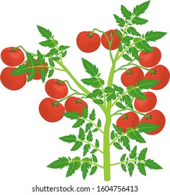 Determinate tomato plant with green leaf and ripe red tomatoes isolated on white background