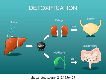 Detoxification. Detox Pathways Explained. From entering toxins in liver to Neutralize and eliminated via kidneys and gallbladder.   Alcohol and Drug metabolism. Toxin clearance. Vector poster svg