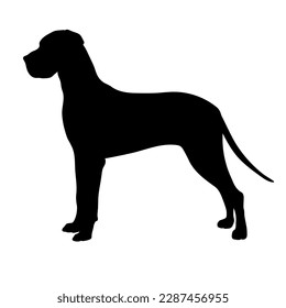 Deutsche Dogge dog silhouette. Vector dog breeds