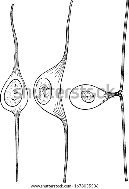 Development Cell Spinal Ganglion Spinal Ganglion Stock Vector Royalty Free 1678055506