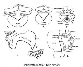 Development of Cerebellum which has major role is in role in sensory motor processing that in the adult human contains half of all the brain neurons vintage line drawing or engraving illustration.