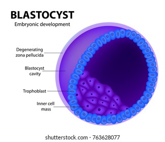 Development Cycle Of Blastocyst. 