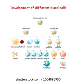 T Cell Activation T Lymphocyte White Stock Vector (Royalty Free ...