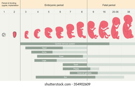 The Development Of The Embryo. Prenatal Development Of The Baby In A Week. Pregnancy. Fetal Growth From Fertilization To Birth, Fetus Development. Fetal Size And Shape. Baby Fetus. Fetus Months