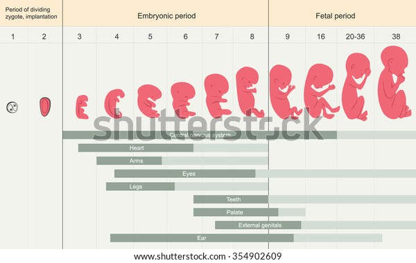 Development Embryo Prenatal Development Baby Week Stock Vector Royalty Free 354902609