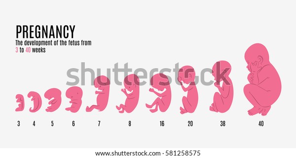 Le Developpement De L Embryon Developpement Prenatal Image Vectorielle De Stock Libre De Droits