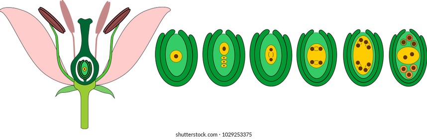 Development of embryo sac from megaspore