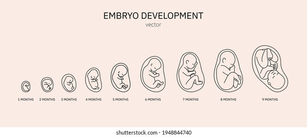 The Development Of The Embryo.Prenatal Development Of The Baby In A Months. Pregnancy.