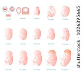 The development of the embryo.Prenatal development of the baby in a week. Pregnancy.