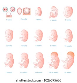 The Development Of The Embryo.Prenatal Development Of The Baby In A Week. Pregnancy.