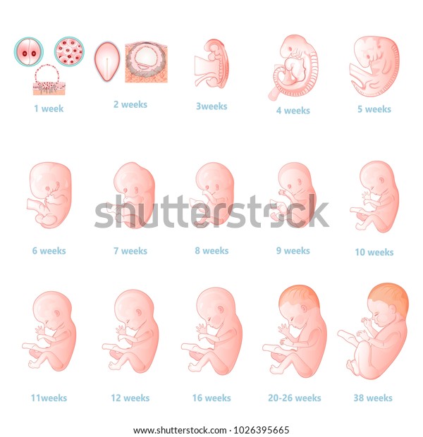 Developpement De L Embryon Developpement Prenatal Du Bebe Image Vectorielle De Stock Libre De Droits