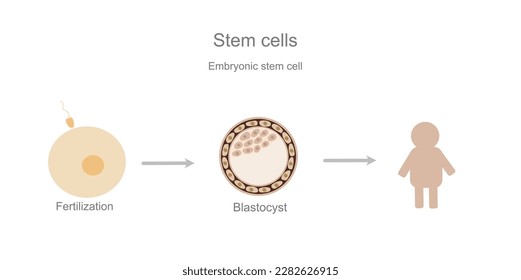 The development flowchart of embryonic stem cell from fertilization to blastocyst stage and differentiate into any adult cell type. 