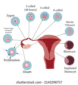 Development of the human embryo, from ovulation to implantation of the blastocyst in the uterine wall.