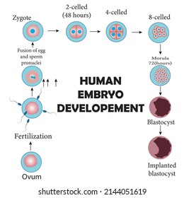 Development of the human embryo, from ovulation to implantation of the blastocyst in the uterine wall.Study content for biology students.Vector illustration