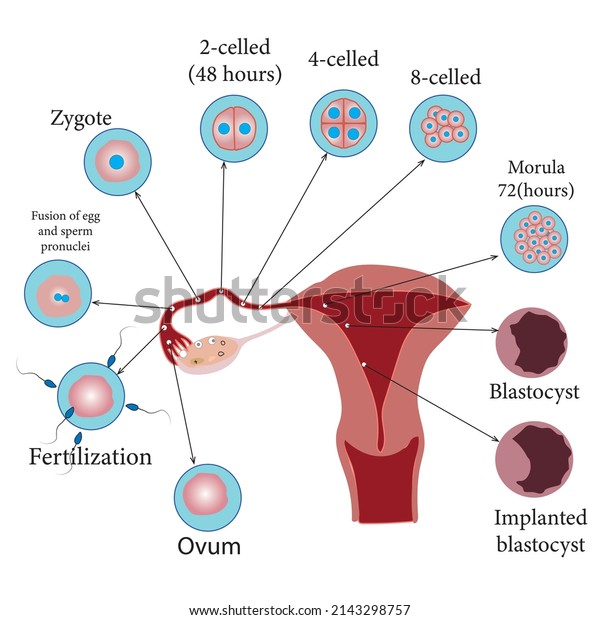 Development of the human\
embryo, from ovulation to implantation of the blastocyst in the\
uterine wall.Study content for biology students.Vector\
illustration