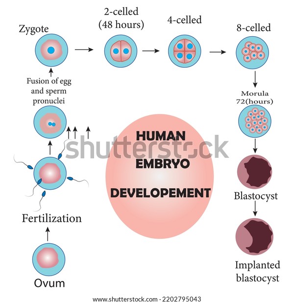 Development of the human\
embryo, from ovulation to implantation of the blastocyst in the\
uterine wall.Study content for biology students.Vector\
illustration.