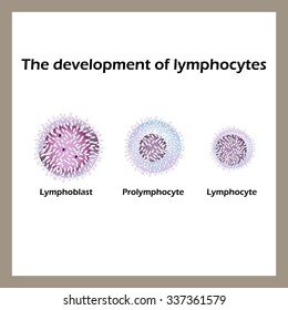 Vektor Stok Types Lymphocytes T B Nk Lymphocytes (Tanpa Royalti ...