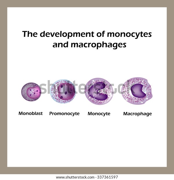 単球とマクロファージの発達 インフォグラフィックス ベクターイラスト のベクター画像素材 ロイヤリティフリー