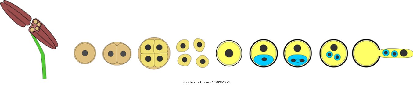 Development Of Pollen Grain And Formation Of Male Gamete
