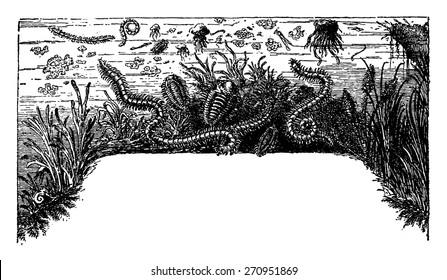 Development and progression of life, vintage engraved illustration. Earth before man - 1886.