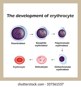 Development Red Blood Cells Infographics Vector Stock Vector (Royalty ...