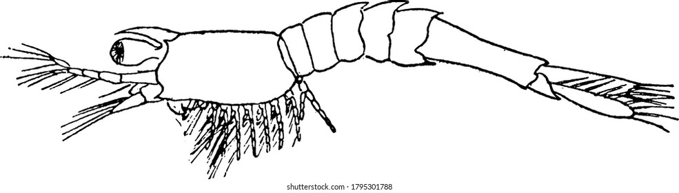 Development stage of a shrimp, vintage line drawing or engraving illustration.