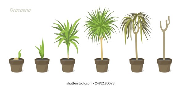 Entwicklungsstadien der Dracaena-Pflanze in einem Topf. Pflege von Zimmerpflanzen. Blumen-Lebenszyklus.