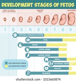 Fases de desarrollo de infografías vectoriales del feto. Mujer con feto en el vientre. etapas del desarrollo fetal. Aislado sobre fondo blanco. 