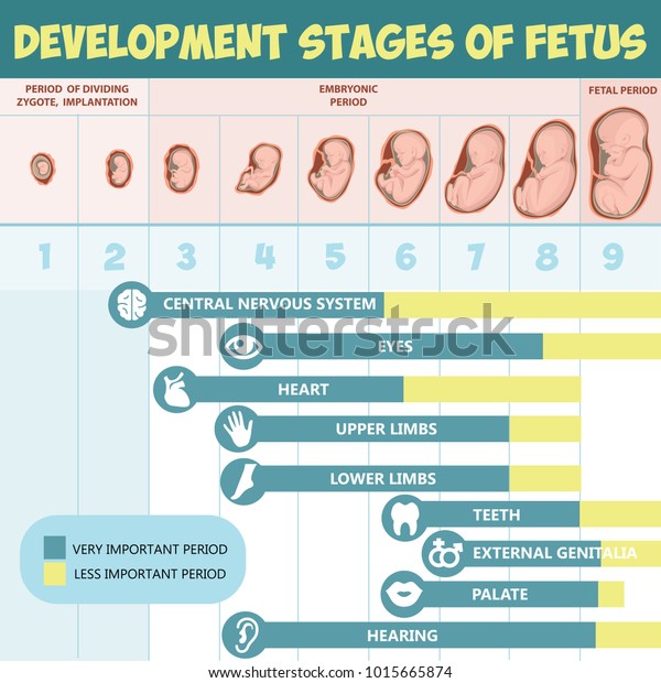 Development Stages Fetus Vector Infographics Female Stock Vector