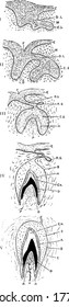 The development of a tooth that shows the downgrowth of the dental lamina, further growth of the enamel germ and its invagination, inner layer of cells becoming columnar and enamel cells, vintage